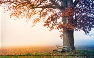 Plants and Trees